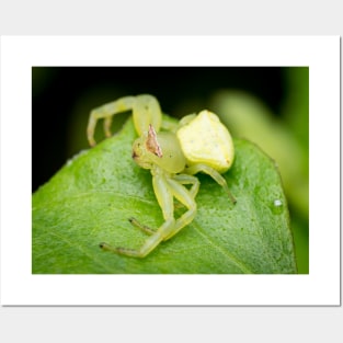 A masked crab spider (Thomisidae) waiting for a prey Posters and Art